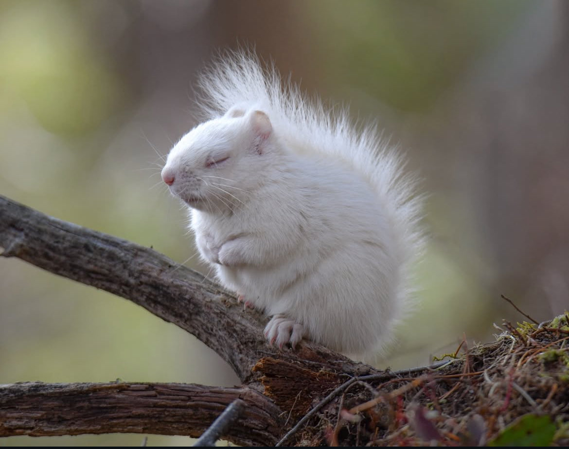 Chud Muska tweet media