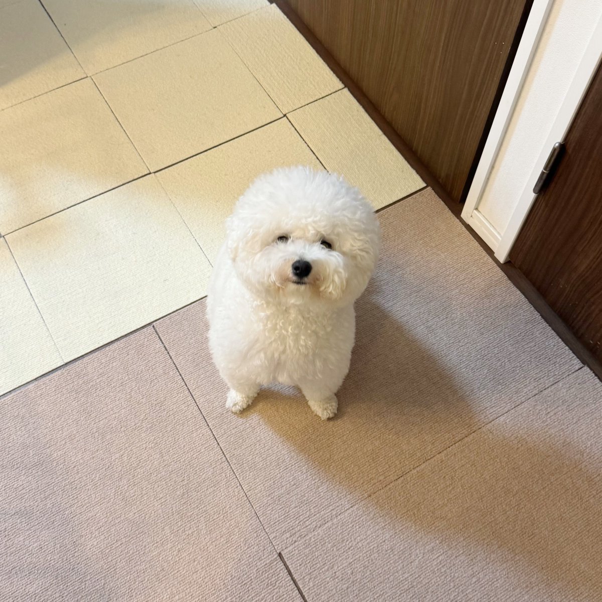 つくね tweet media