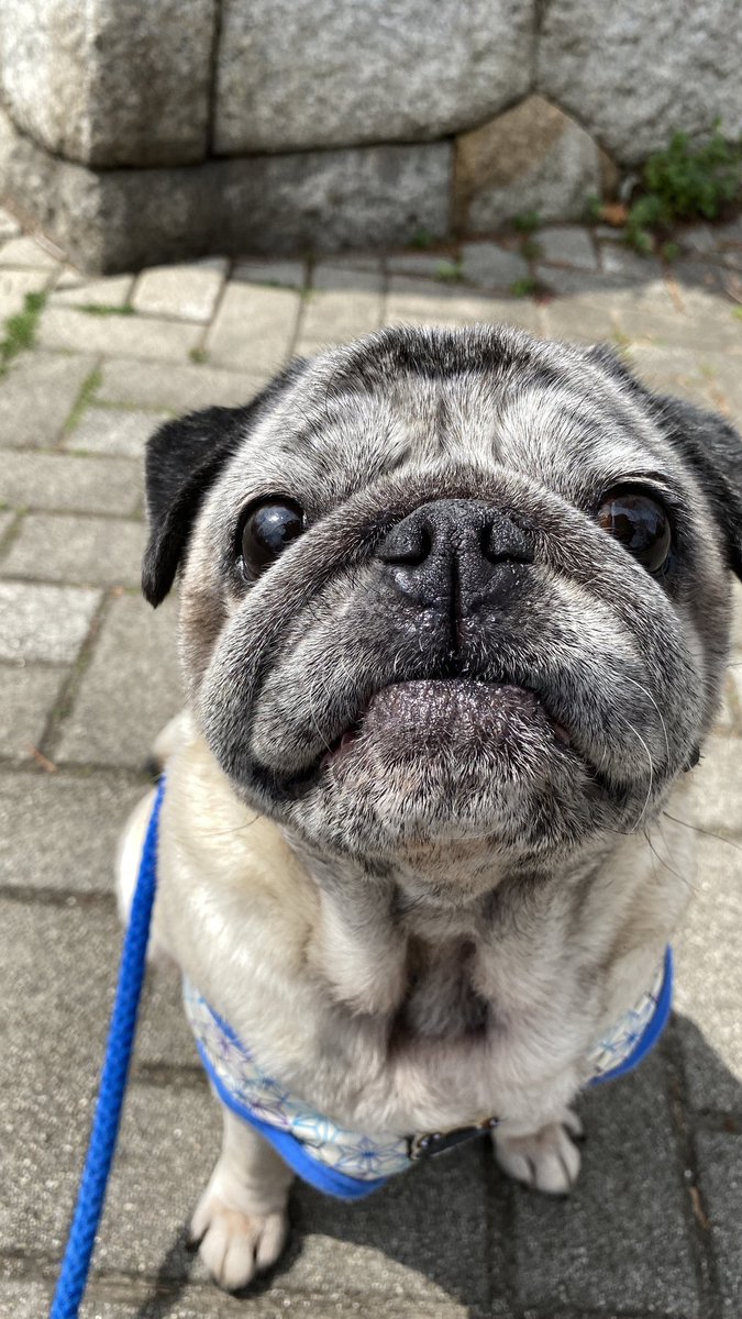 パグの飼い主 tweet media