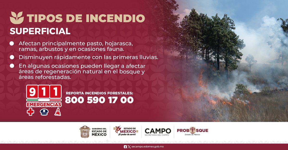 PROBOSQUE tweet media