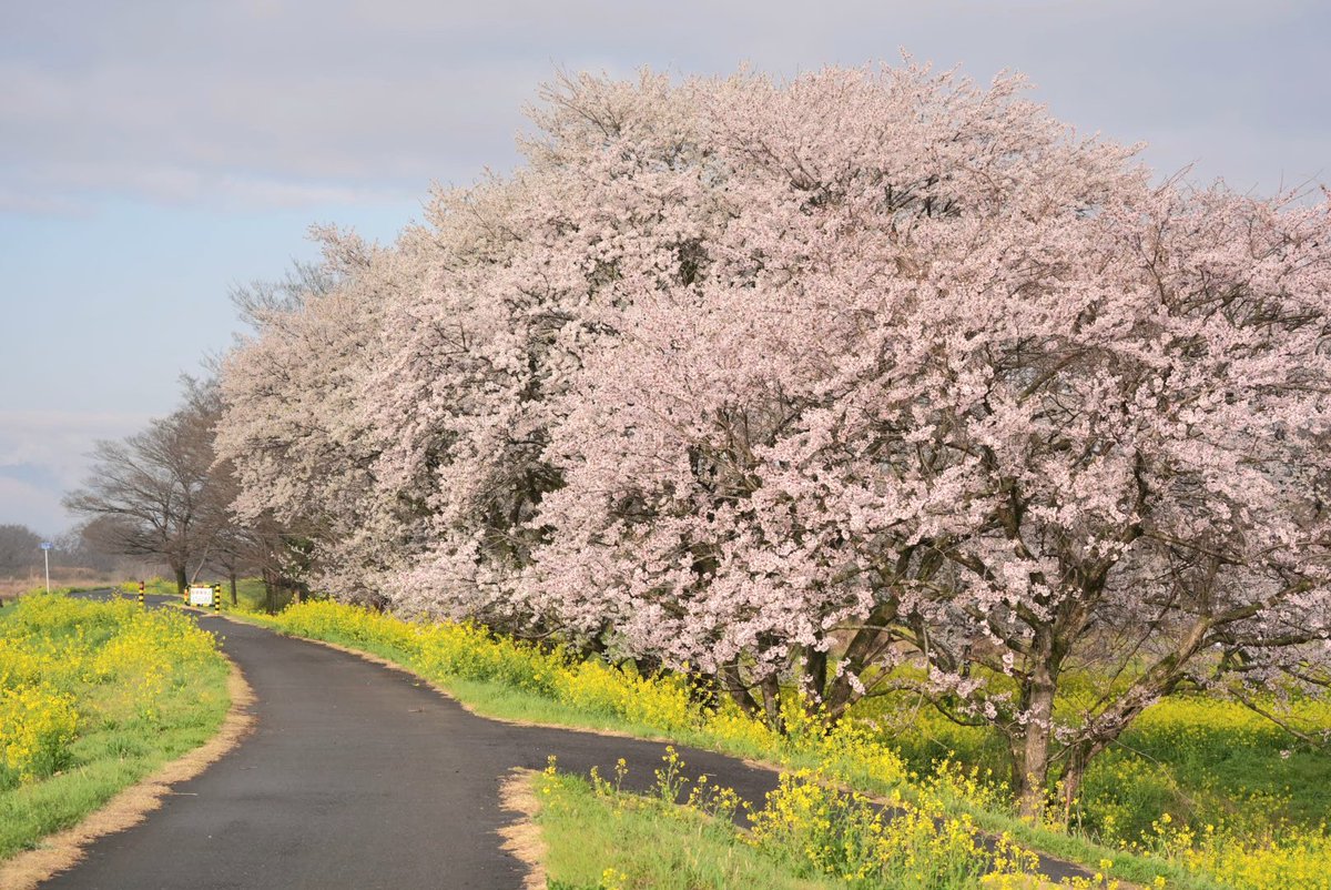 @ くっすぃー @ tweet media