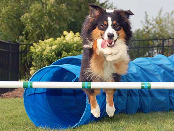 Australian Shepherd Lovers tweet media