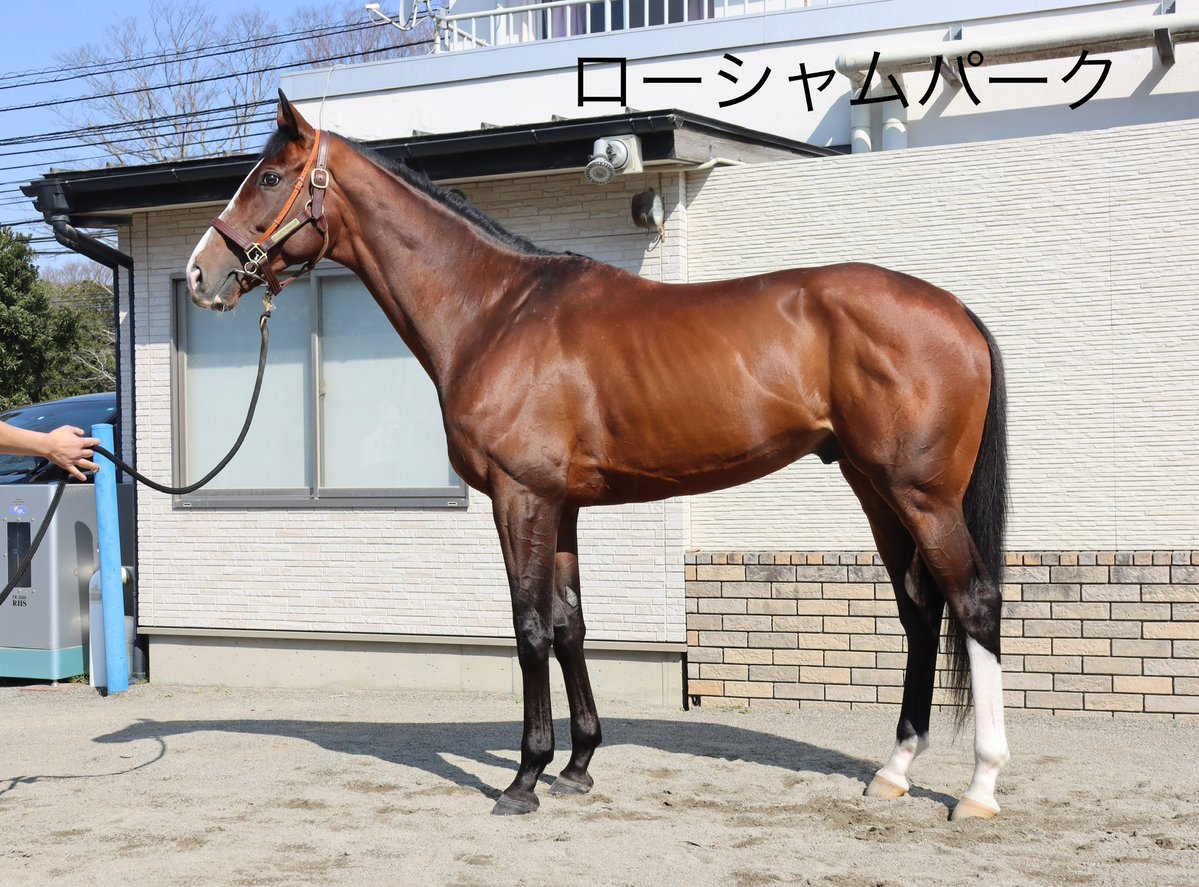 田中博康厩舎【公式】 tweet media