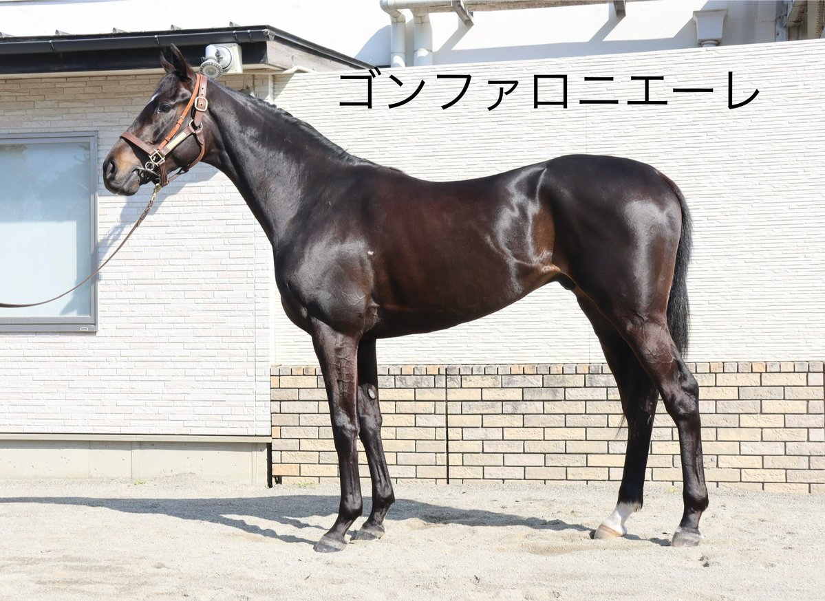 田中博康厩舎【公式】 tweet media