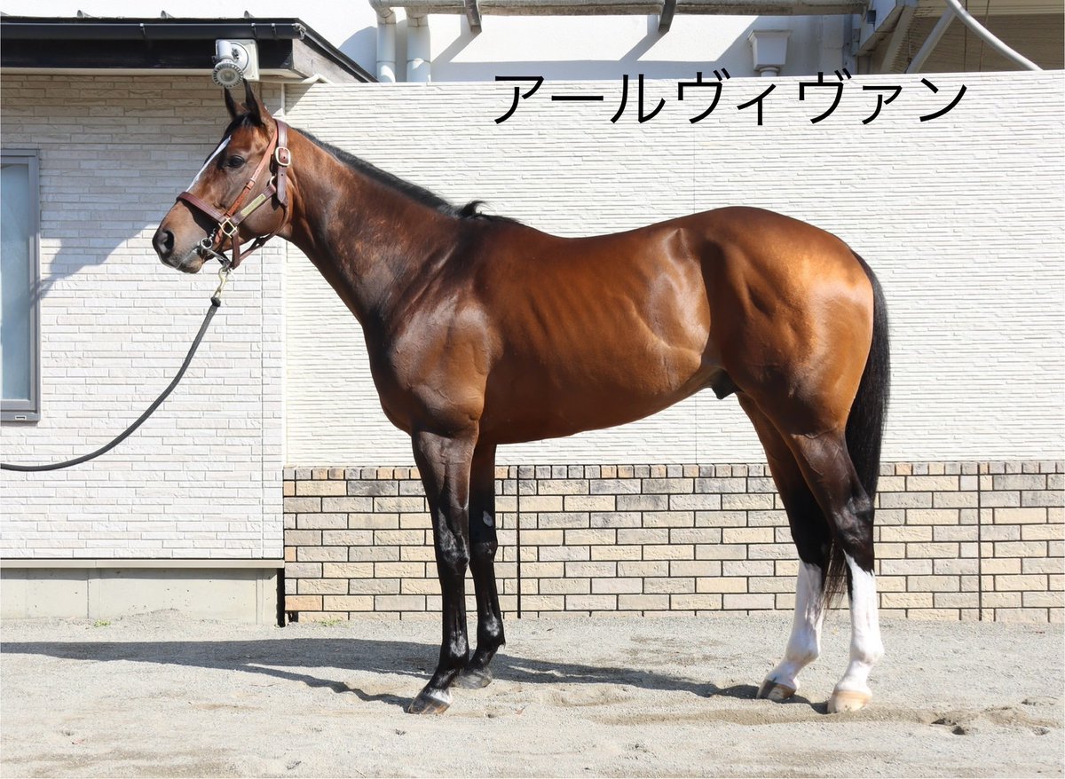 田中博康厩舎【公式】 tweet media