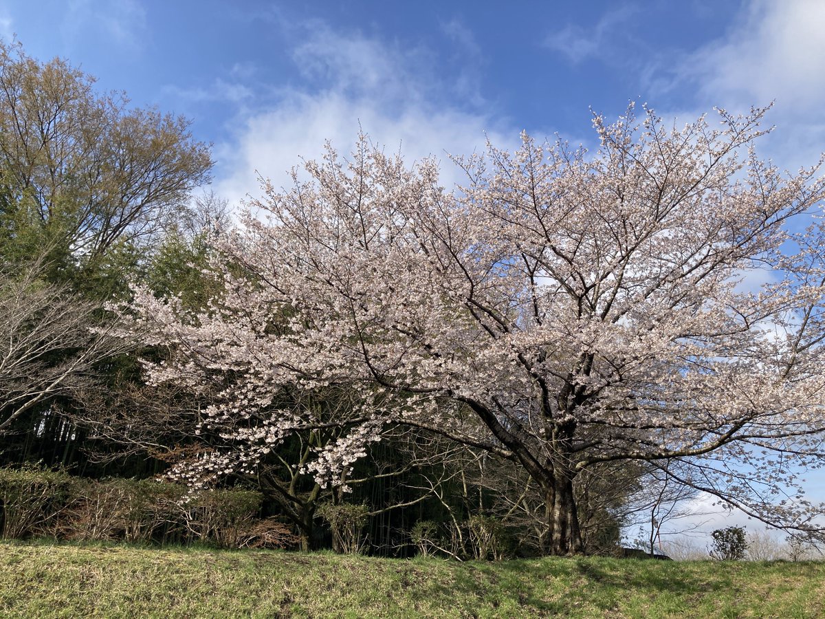 槙野明/Makisong tweet media