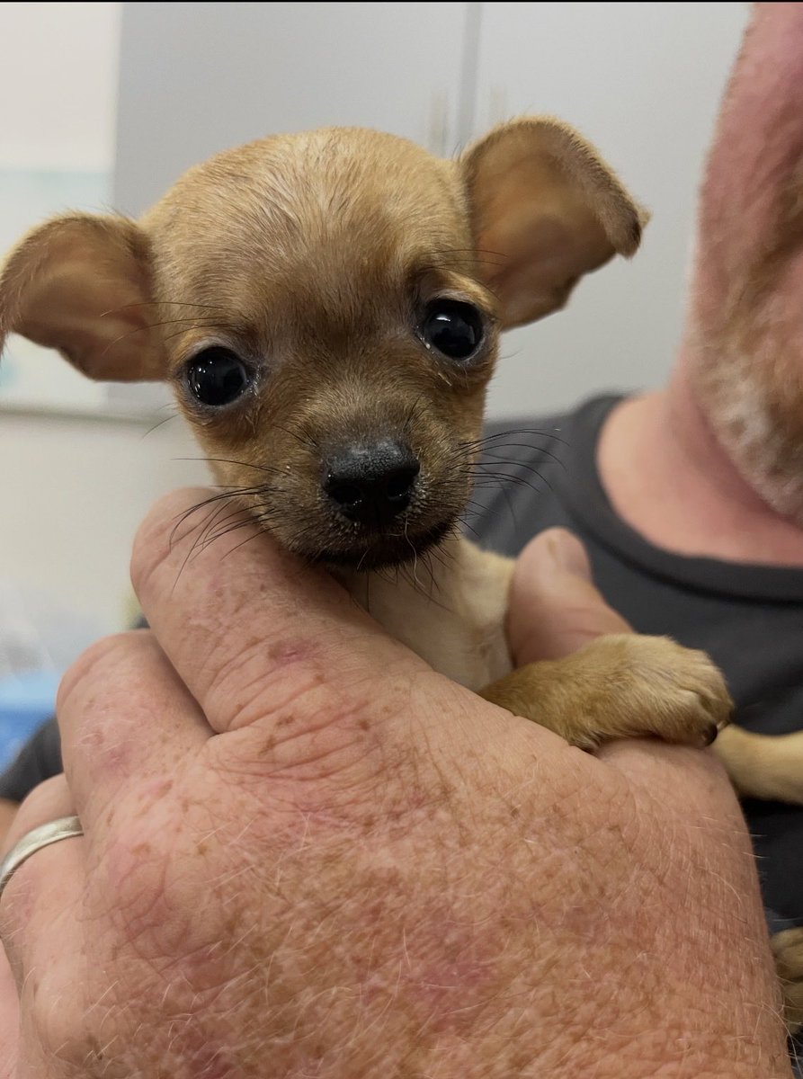 TreeShips tweet media