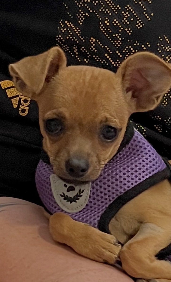 TreeShips tweet media