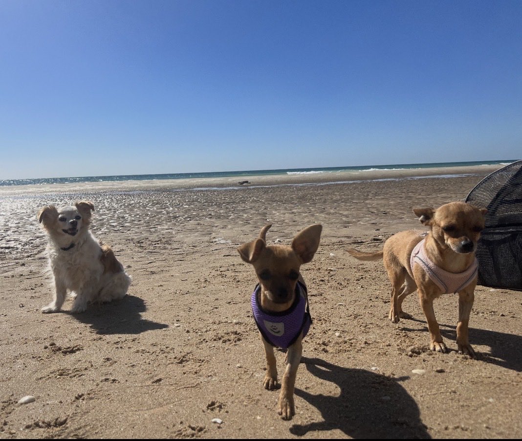 TreeShips tweet media