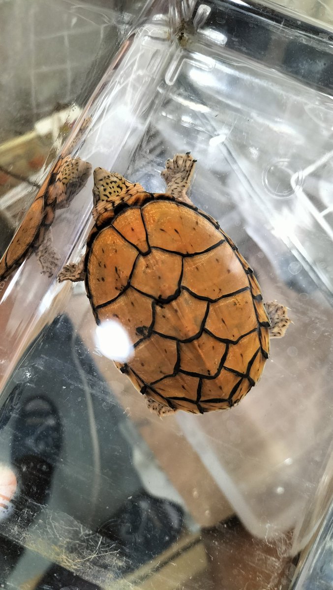 鱗甲梶家 tweet media