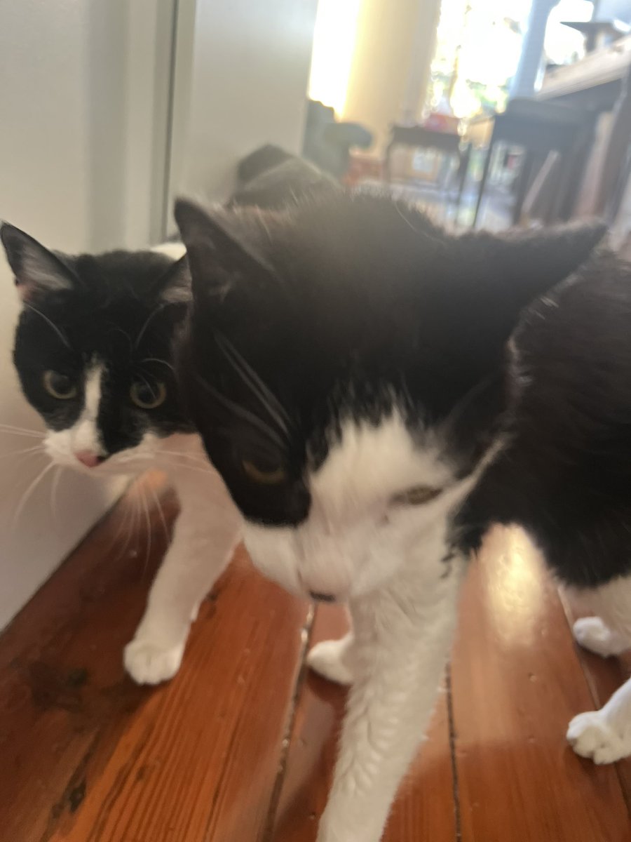 blair (abolishun type) tweet media