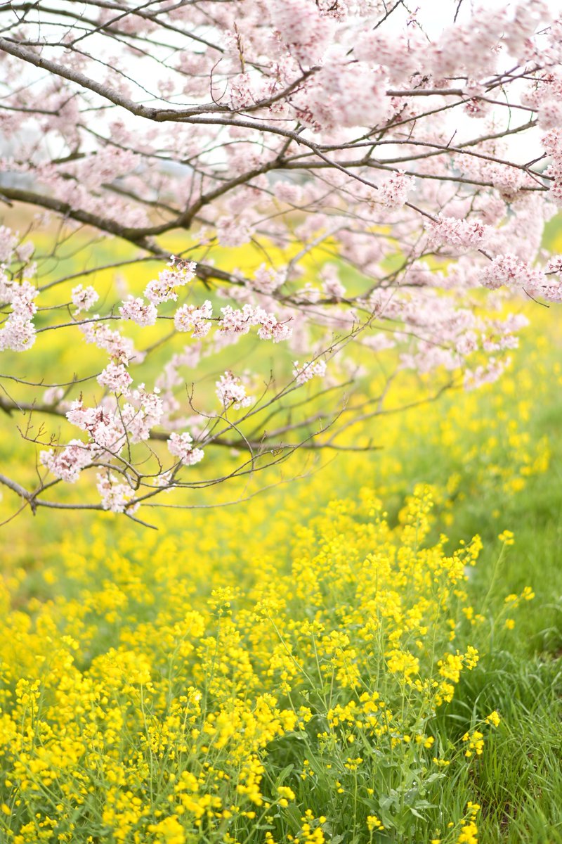 @ くっすぃー @ tweet media