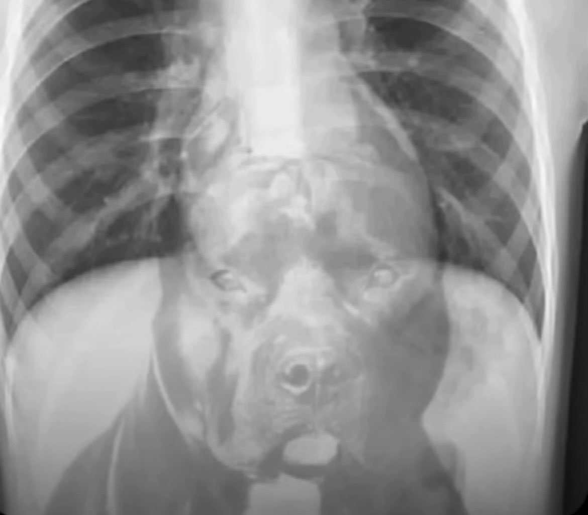 Digital Ground Game tweet media