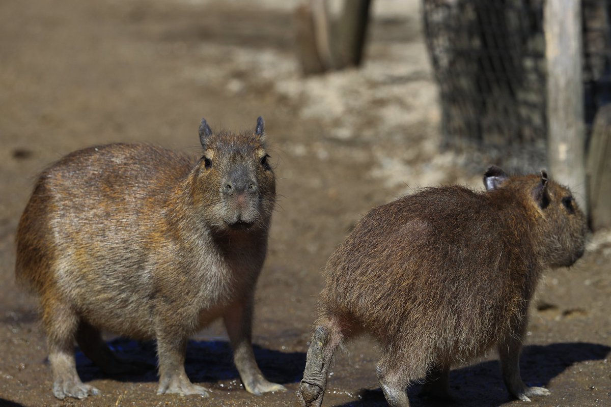 写庵@C108申込完了 tweet media