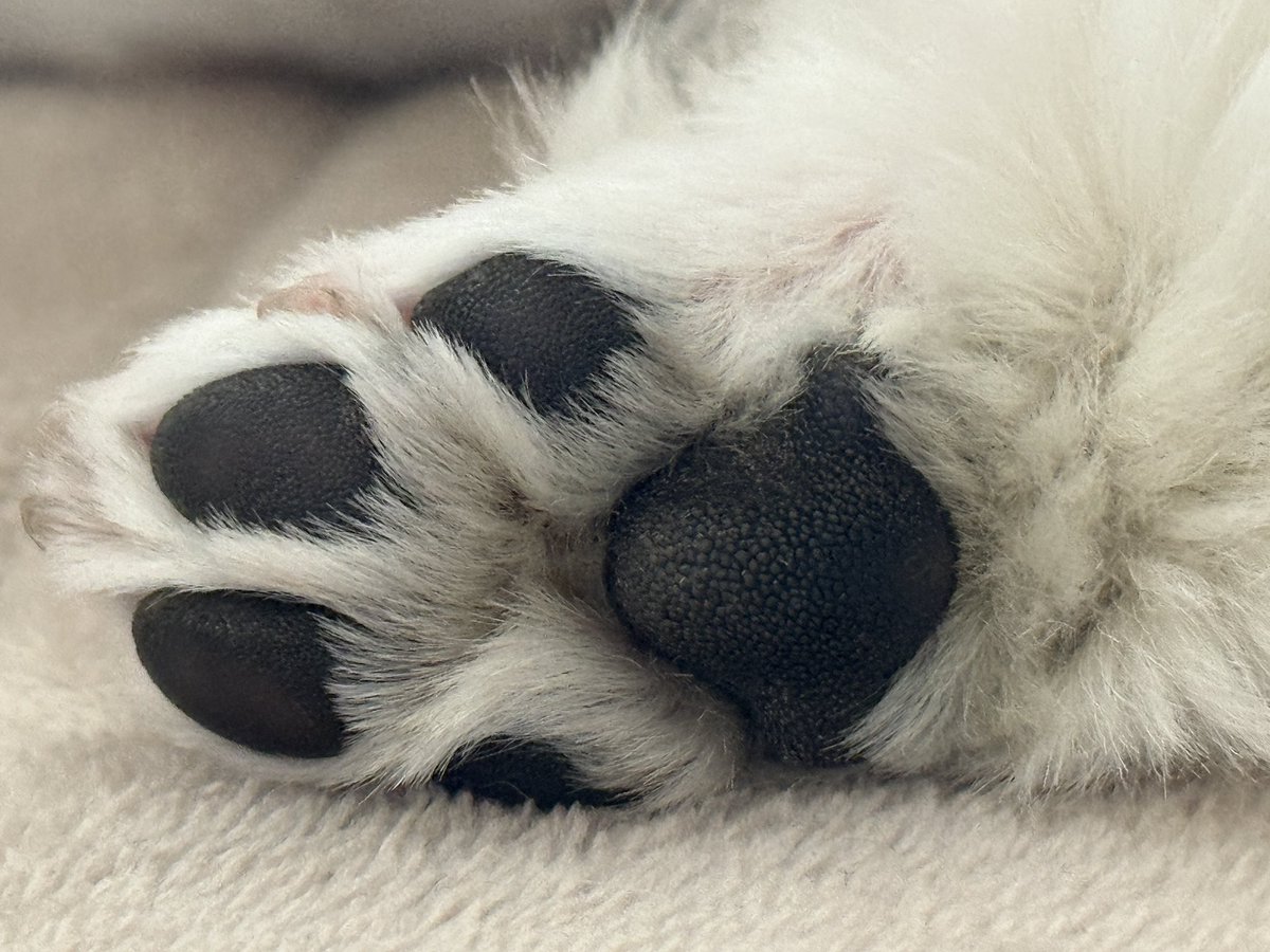 きなり tweet media