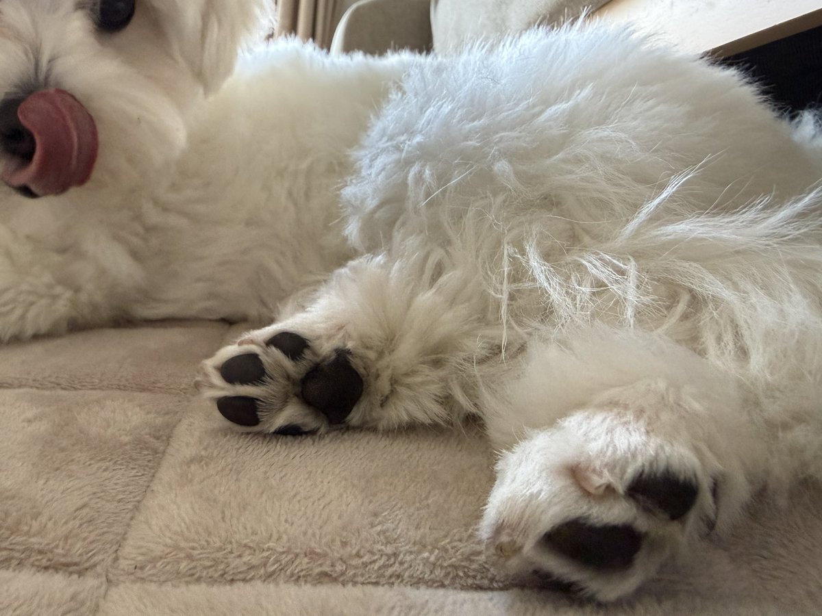 きなり tweet media