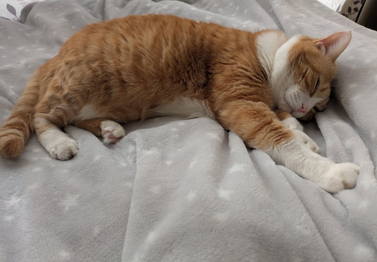 ぶひぶひバニラ tweet media