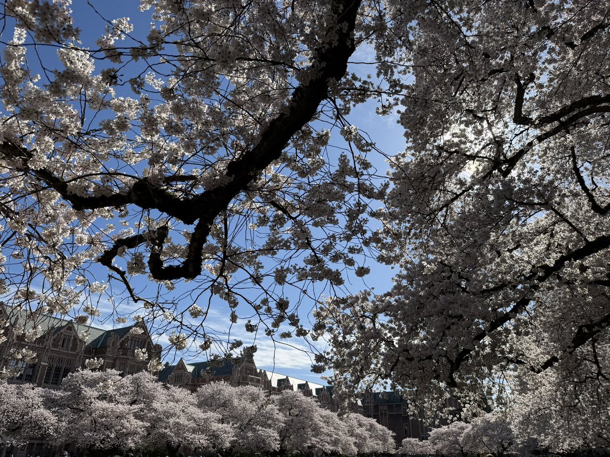 artbreak_taichi's tweet image. お昼過ぎまでのセッションを終えてから、ワシントン大学でお花見をしたズッコケ三人組！ #MVPBuzz #MVPSummit