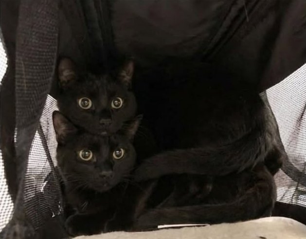 The Pets 𝕏 tweet media