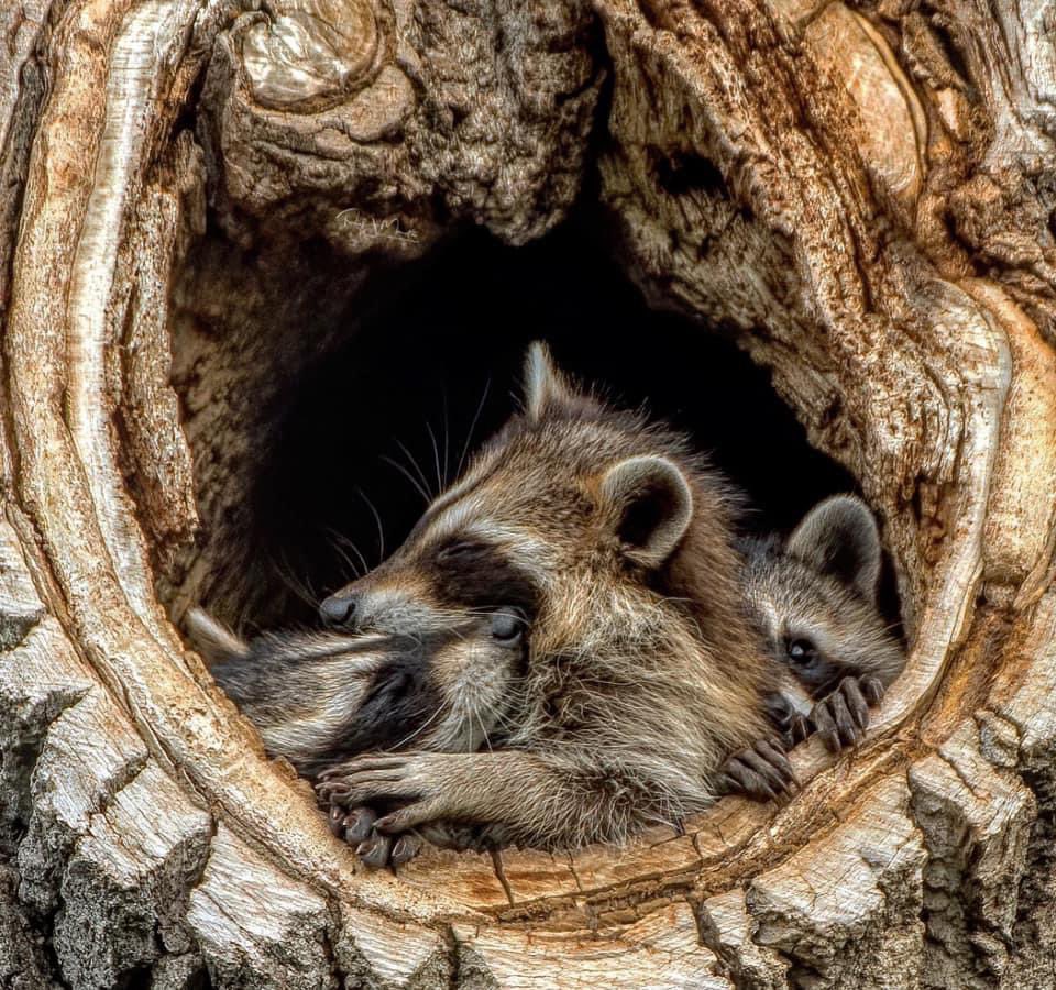 Raccoons Hourly tweet media