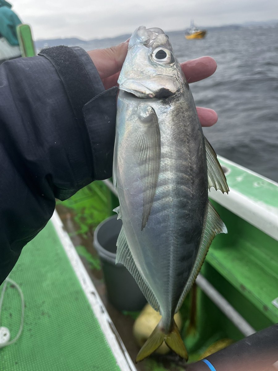 ぺんぺん tweet media