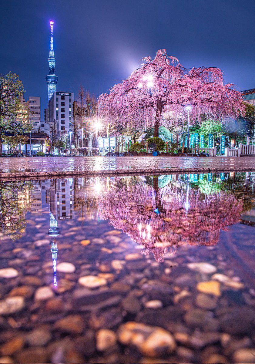 ハスカップ07 tweet media