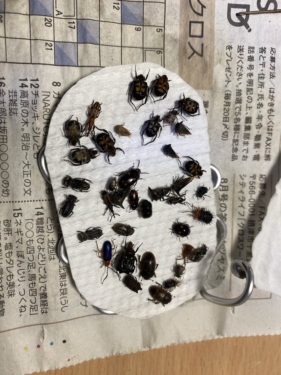 kentaiyo_dango's tweet photo. 脱脂終わりの虫さん達 https://t.co/XoZY9ttgkh