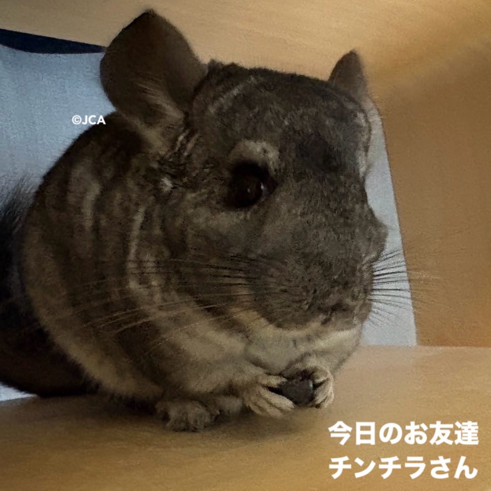 一般社団法人日本チンチラ協会 tweet media