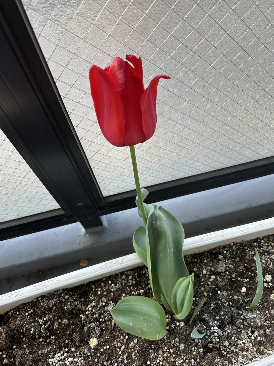 ね〜たん（みゆき） tweet media