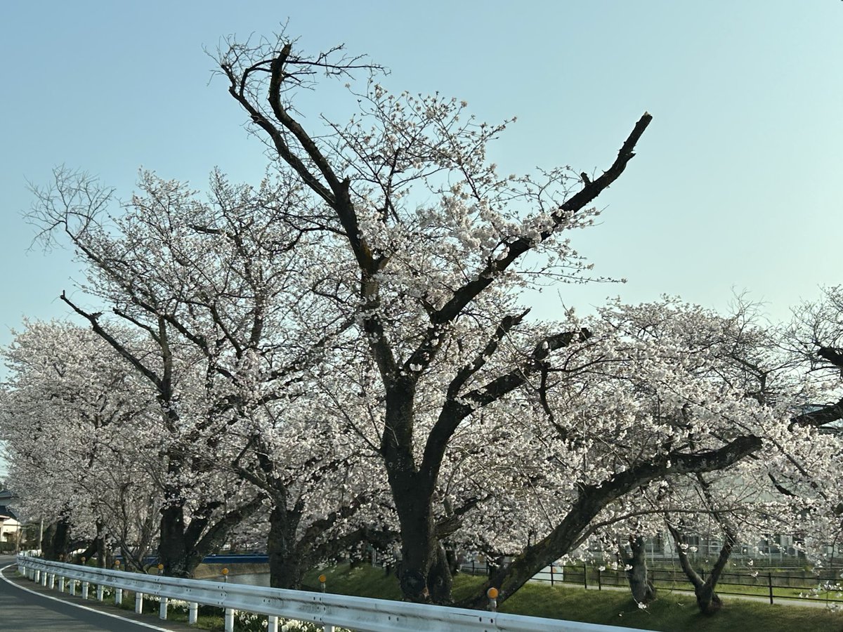 eins1_jp's tweet image. 五条川の桜🌸

#アインツ #eins #ロボット #ハンド #パーツ #チャック板 #スター精機 #桜 #大口町 #五条川