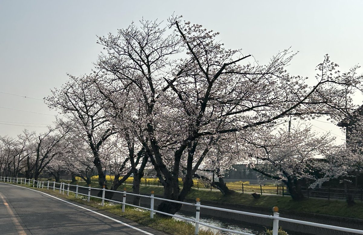 eins1_jp's tweet image. 五条川の桜🌸

#アインツ #eins #ロボット #ハンド #パーツ #チャック板 #スター精機 #桜 #大口町 #五条川