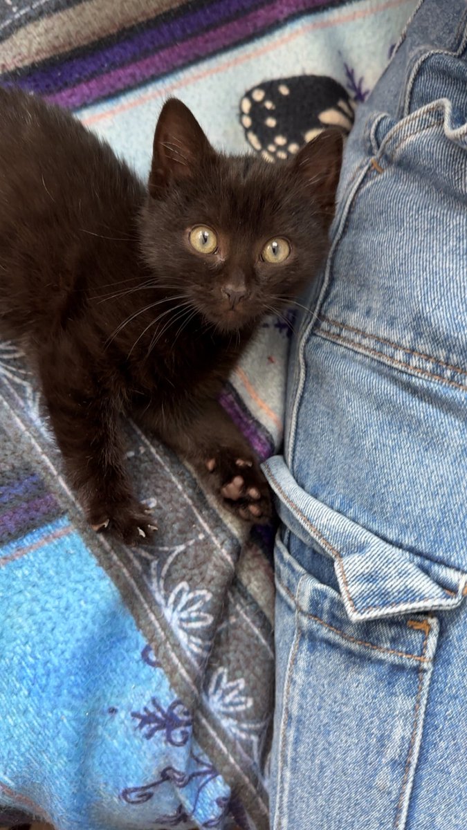 csea? ♡ tweet media