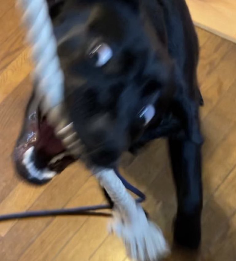 BILLIE@黒ラブのビリー tweet media