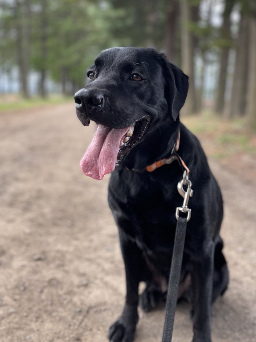 BILLIE@黒ラブのビリー tweet media