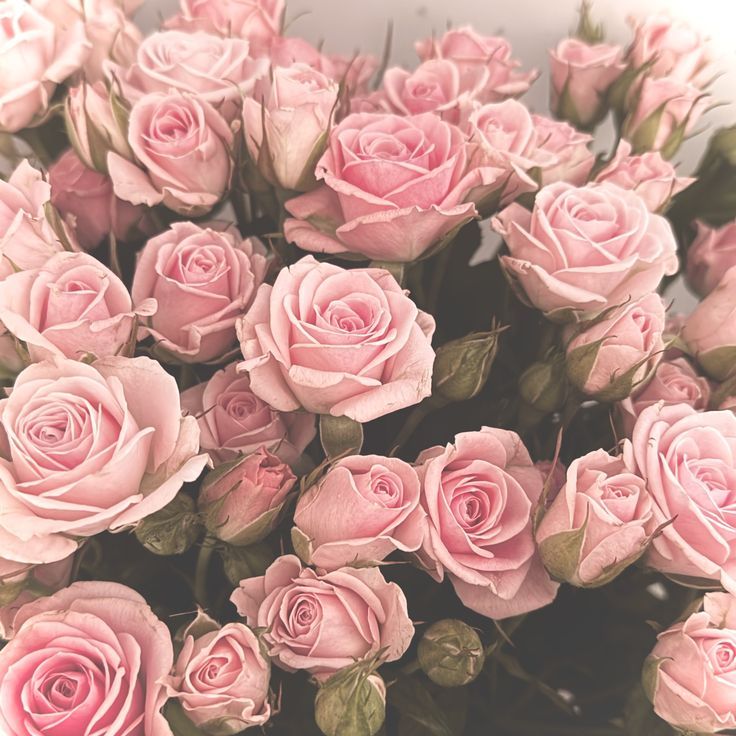 aul piwpiw tweet media