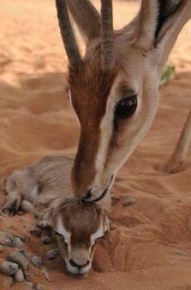 يا عيد سود العيون استنكرن منّي
وشلون ابارجع وارجّع وقتي الماضي

اسأل عن حالهن ما سائلن عنّي
الله يغربل حياةٍ جوّها فاضي

يا عيد رمح الهوى بالقلب طاعنّي
والحب يمضي ورمحه بالهوى ماضي

يا عيد لي صاحبٍ فاتن وفاتنّي
ولو مبسمه سمّ قبّلته وانا راضي

-خلف بن هذال