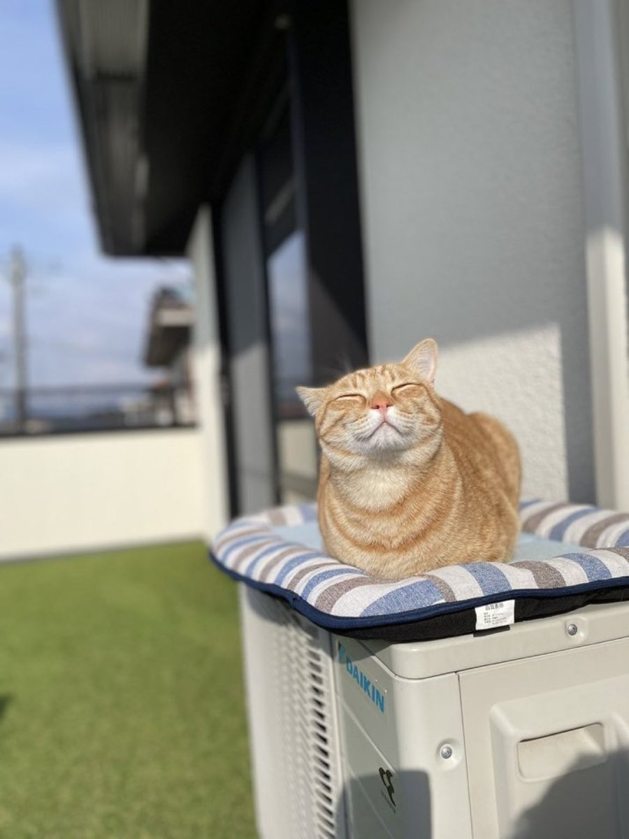 イルコモンズ tweet media