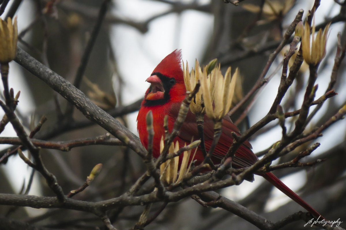 JB's Native Garden🦋 tweet media