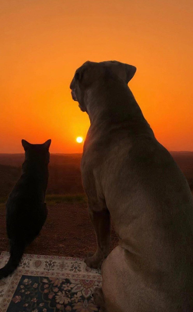 SirFenrirVT's tweet photo. My babies waiting for me to bring home the food 😭 (edited by brother) https://t.co/xnJgbLA9gF