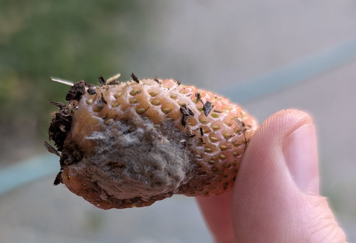 rat liker tweet media