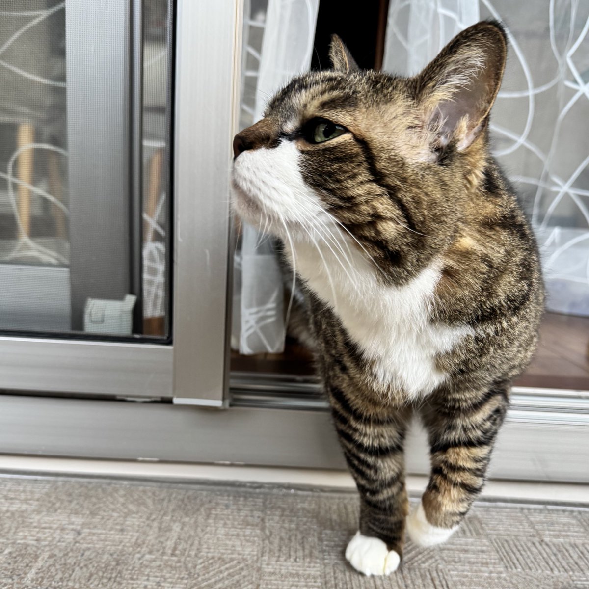 ぽんちょ tweet media