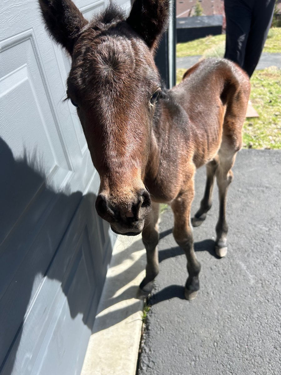 American Wild Horse Conservation tweet media