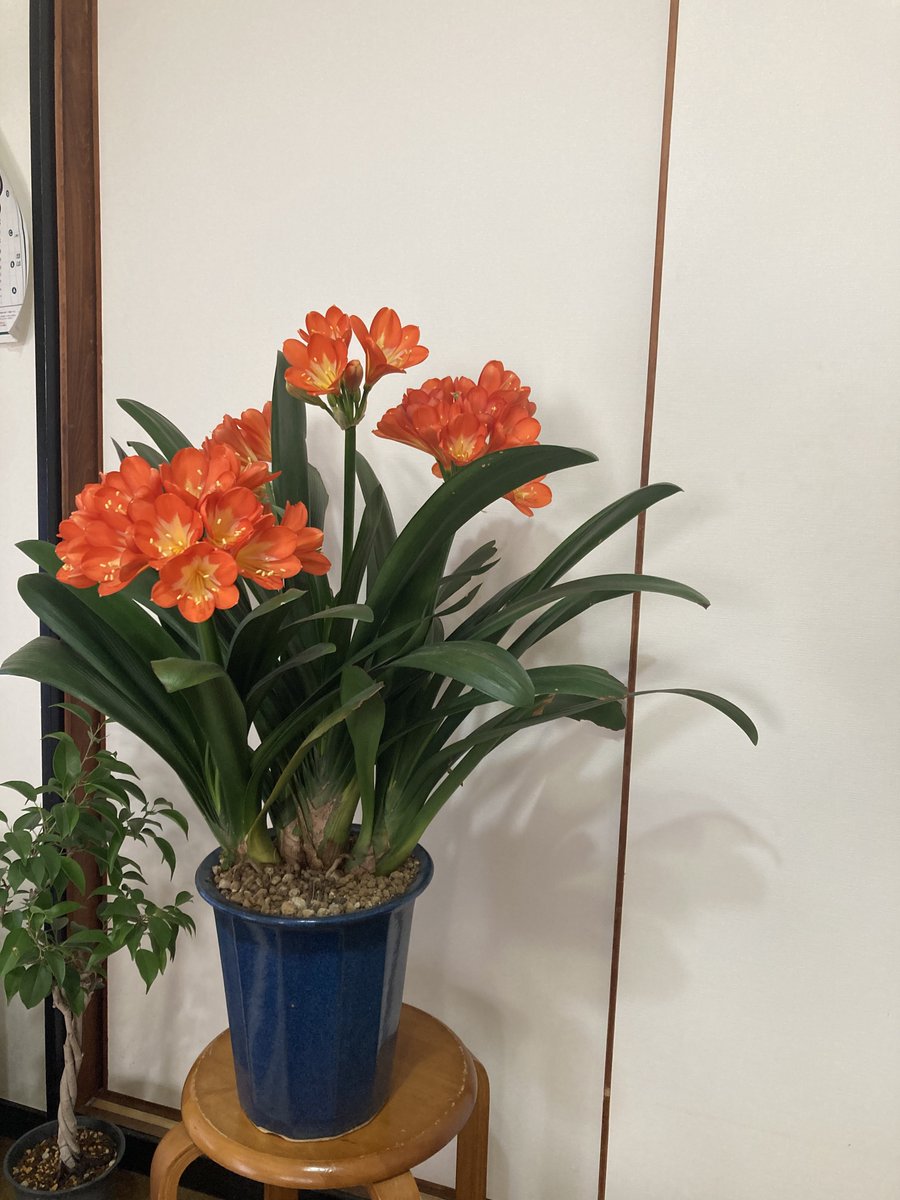 ソラリス タコ助 tweet media