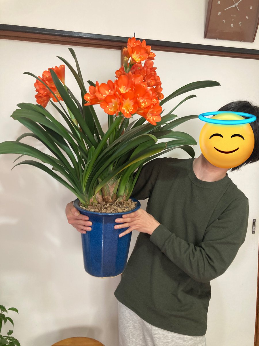 ソラリス タコ助 tweet media