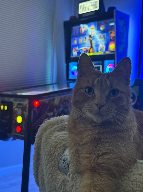 LiftForever67's tweet image. Yes Tucker, it's true.
Friday has finally arrived.
Hugs, toys, and snacks for all!

#FridayMotivation 
#Caturday #CatsOfTwitter