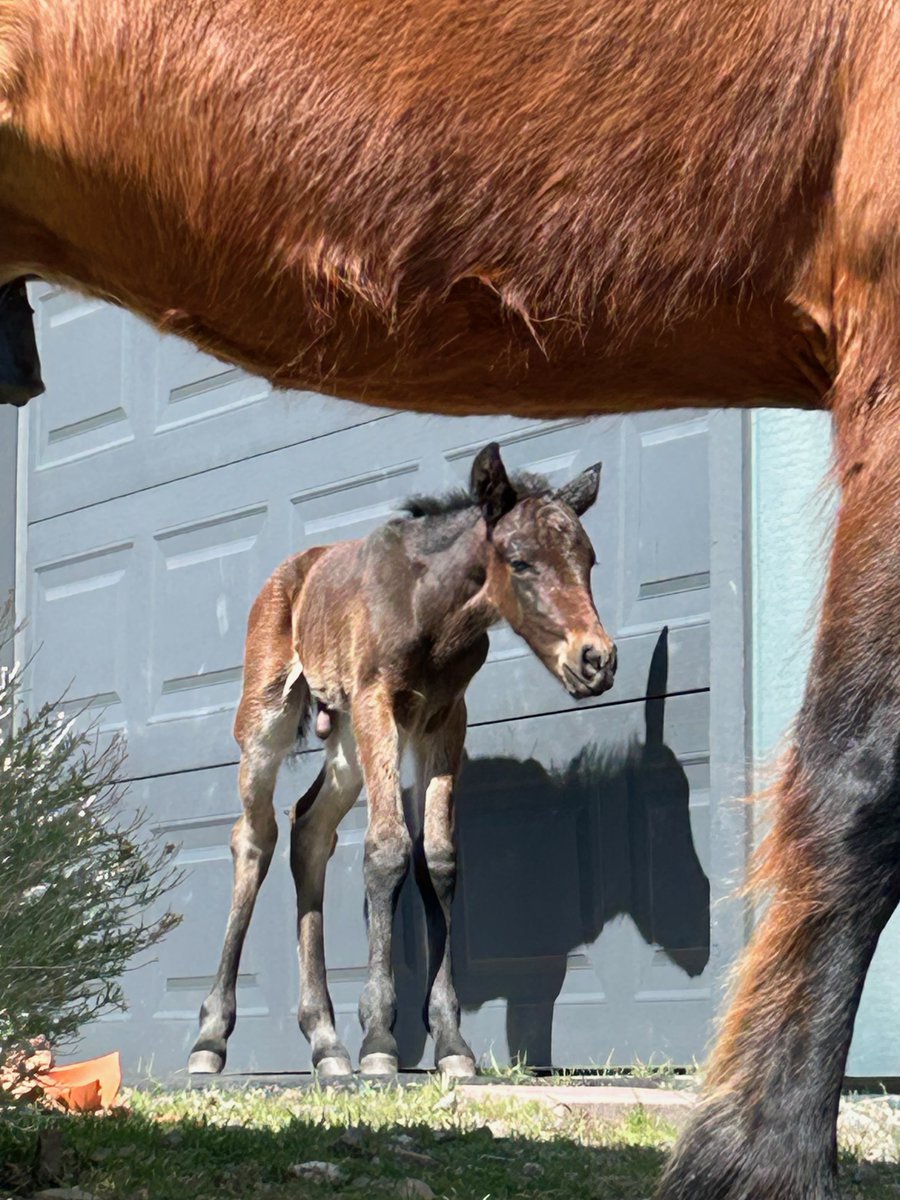 American Wild Horse Conservation tweet media