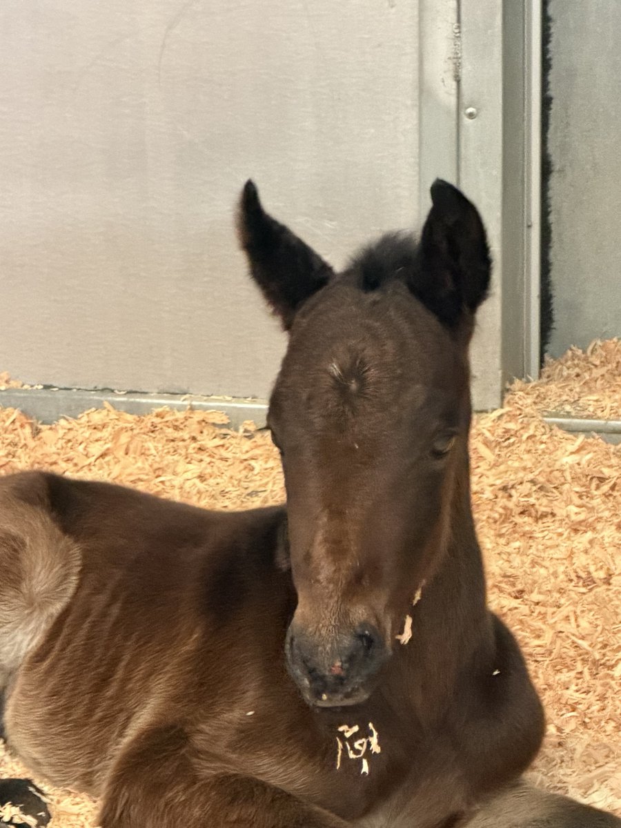 American Wild Horse Conservation tweet media