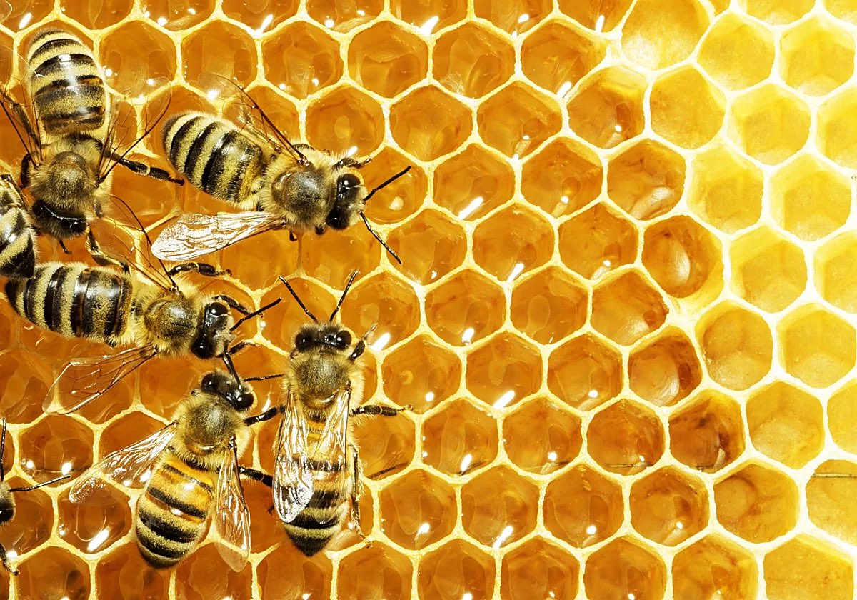 RealTimeRating's tweet photo. Una sola cucharadita de miel representa el trabajo de toda una vida de 12 abejas. https://t.co/DX5vPMZWSB