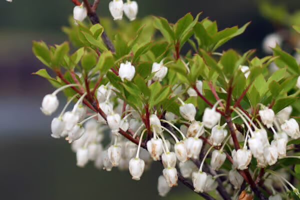 PYC JAPAN FAN TEAM tweet media