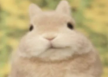 🐰Iggy Bunny🐰 tweet media